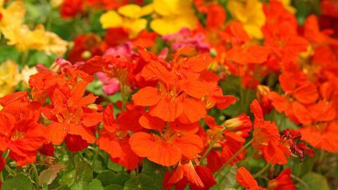 旱金莲美丽花朵图片