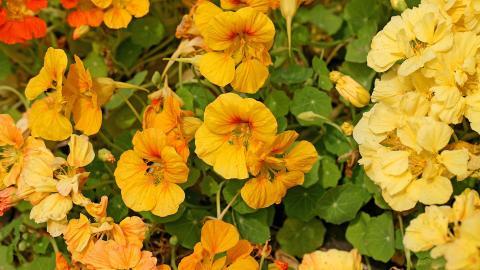 旱金莲美丽花朵图片