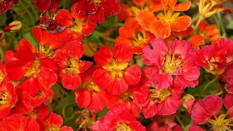 旱金莲美丽花朵图片