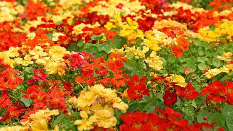 旱金莲美丽花朵图片