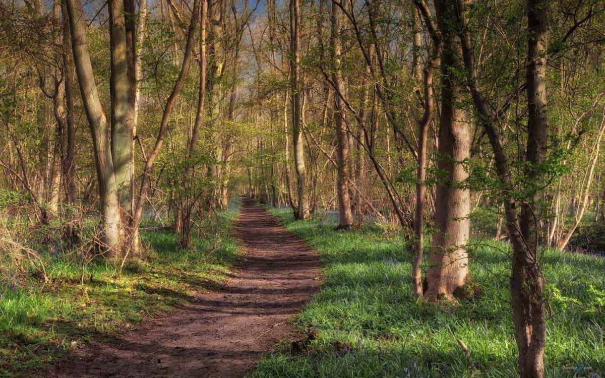 乡间小道风景图片