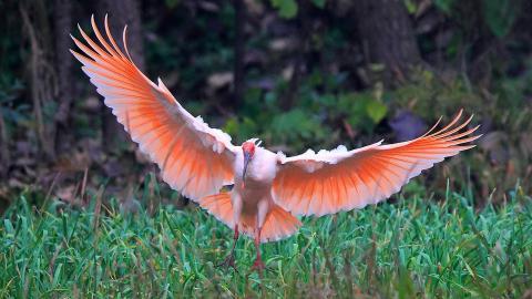 吉祥之鸟朱鹮图片