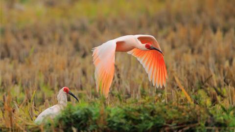 吉祥之鸟朱鹮图片