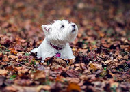 秋天的狗狗图片