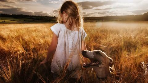 秋天的狗狗图片