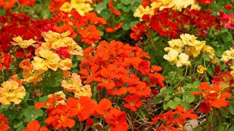 旱金莲美丽花朵图片