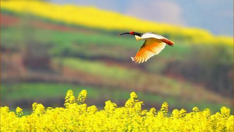 吉祥之鸟朱鹮图片