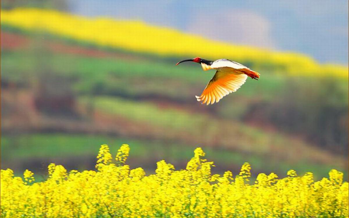 吉祥之鸟朱鹮图片