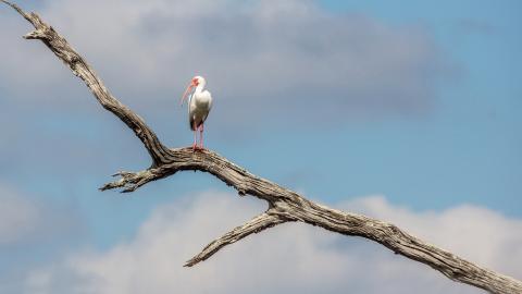 吉祥之鸟朱鹮图片