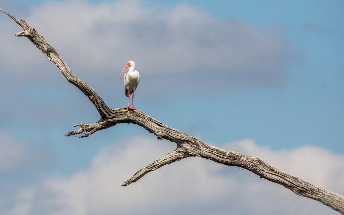 吉祥之鸟朱鹮图片