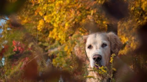 秋天的狗狗图片