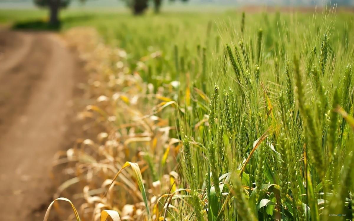 乡间小道风景图片