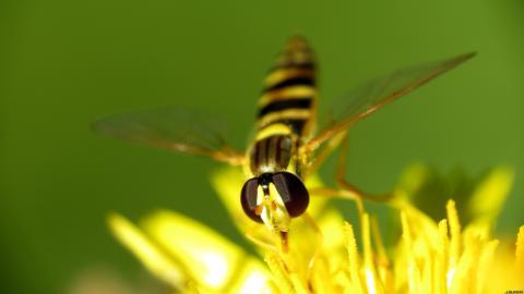 高清蜜蜂与花儿图片