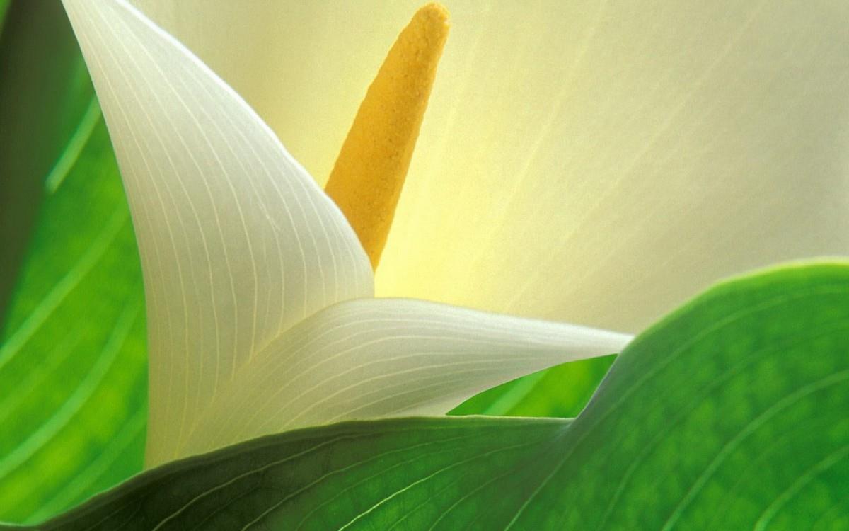 清新柔美的海芋花图片