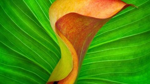 清新柔美的海芋花图片