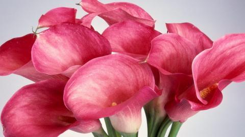 清新柔美的海芋花图片