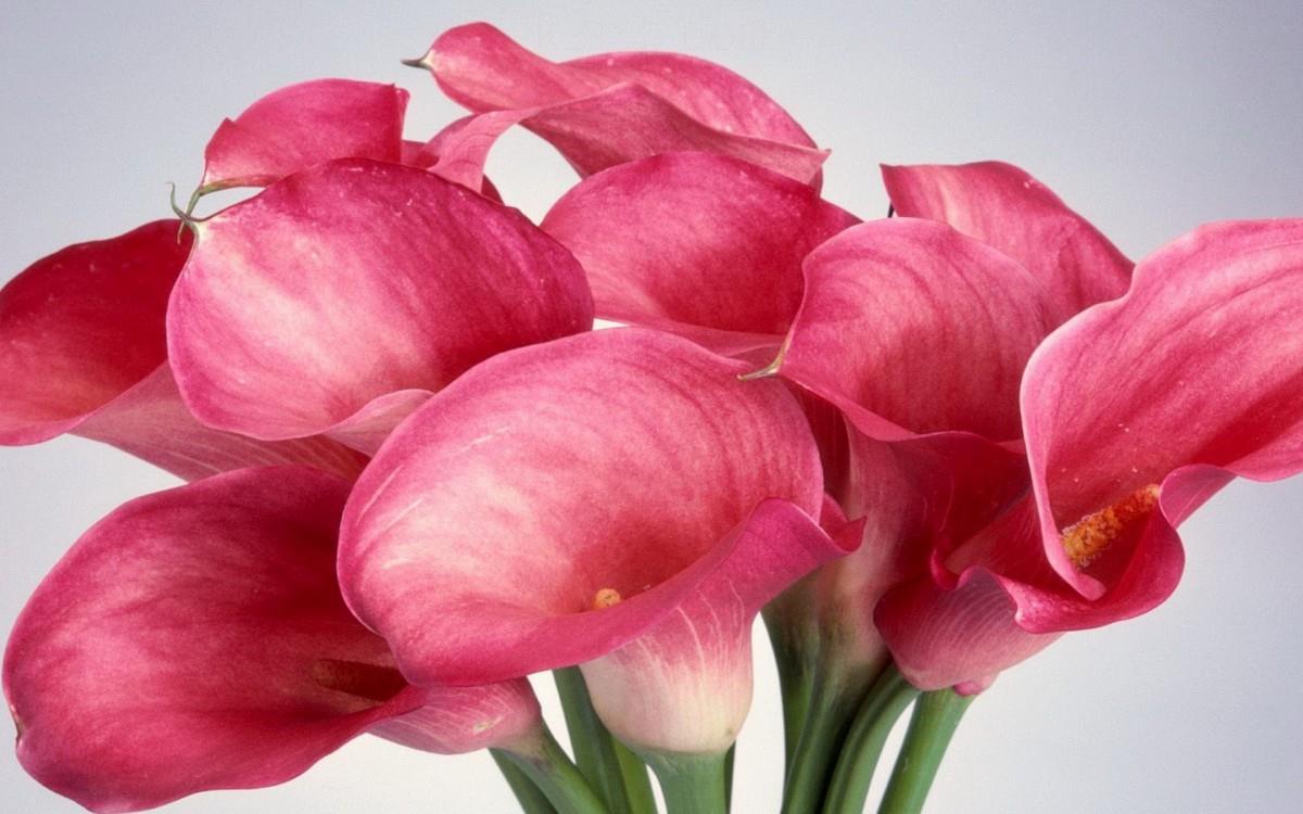 清新柔美的海芋花图片