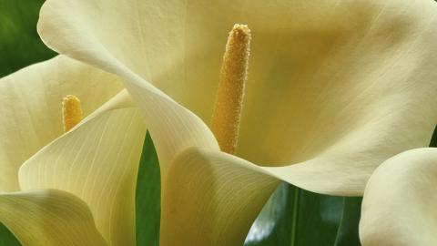 清新柔美的海芋花图片