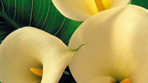 清新柔美的海芋花图片