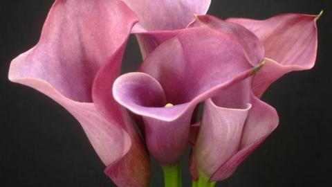 清新柔美的海芋花图片