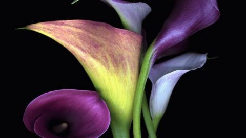 清新柔美的海芋花图片