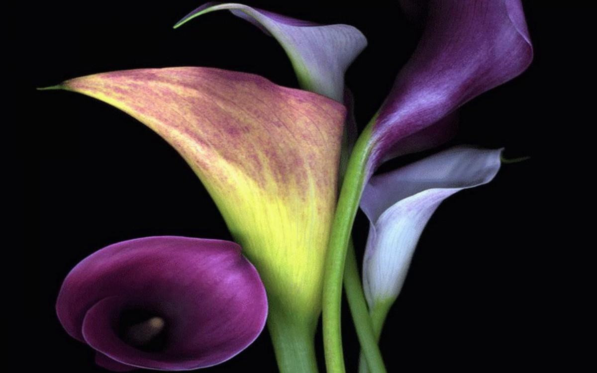 清新柔美的海芋花图片