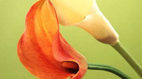 清新柔美的海芋花图片