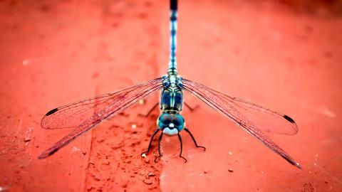 春天各色各样的小昆虫图片