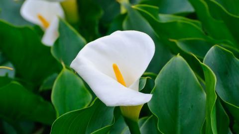 清新柔美的海芋花图片