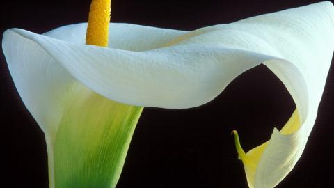 清新柔美的海芋花图片