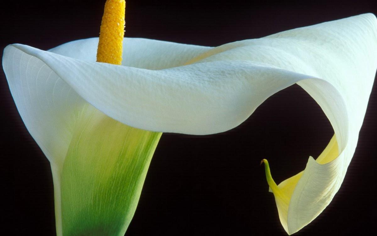 清新柔美的海芋花图片