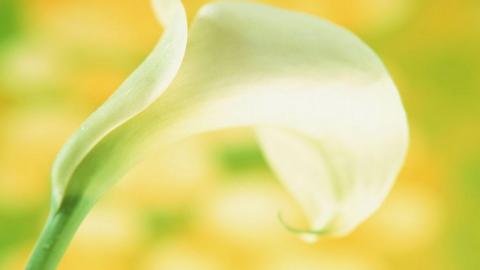 清新柔美的海芋花图片