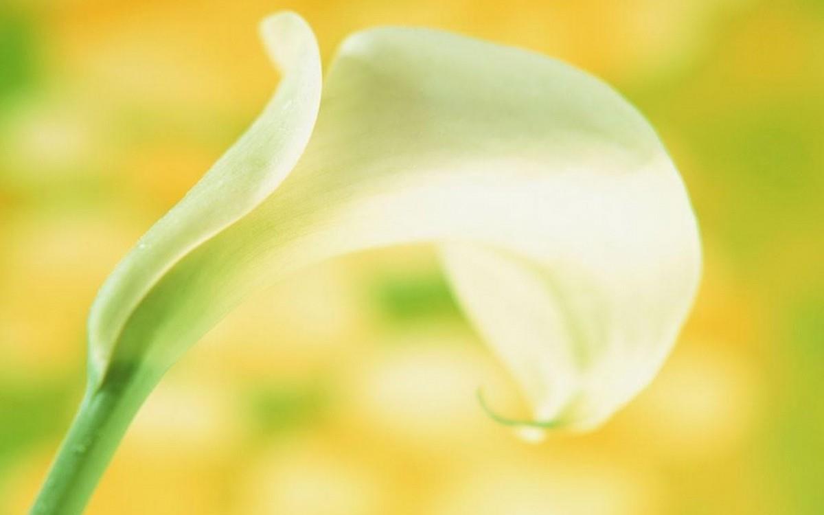 清新柔美的海芋花图片