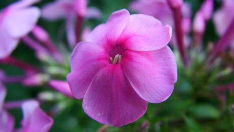 娇艳欲滴的花卉图片