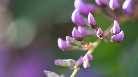 娇艳欲滴的花卉图片