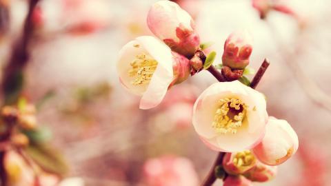 娇艳欲滴的花卉图片