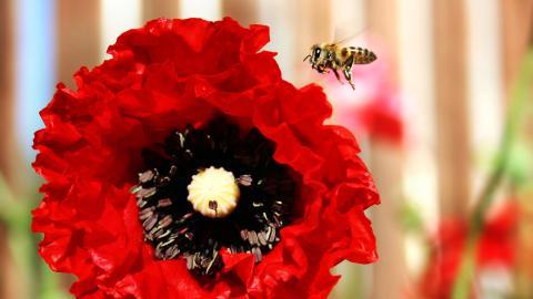 春天各色各样的小昆虫图片