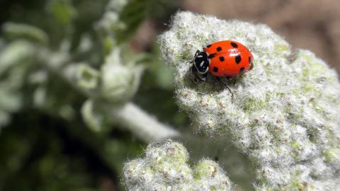 春天各色各样的小昆虫图片