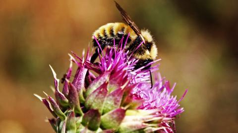 春天各色各样的小昆虫图片