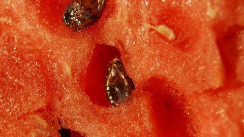 夏日清凉西瓜图片