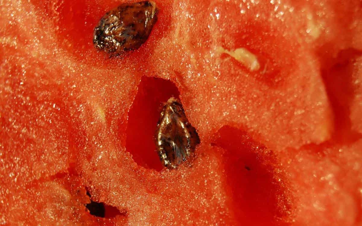 夏日清凉西瓜图片