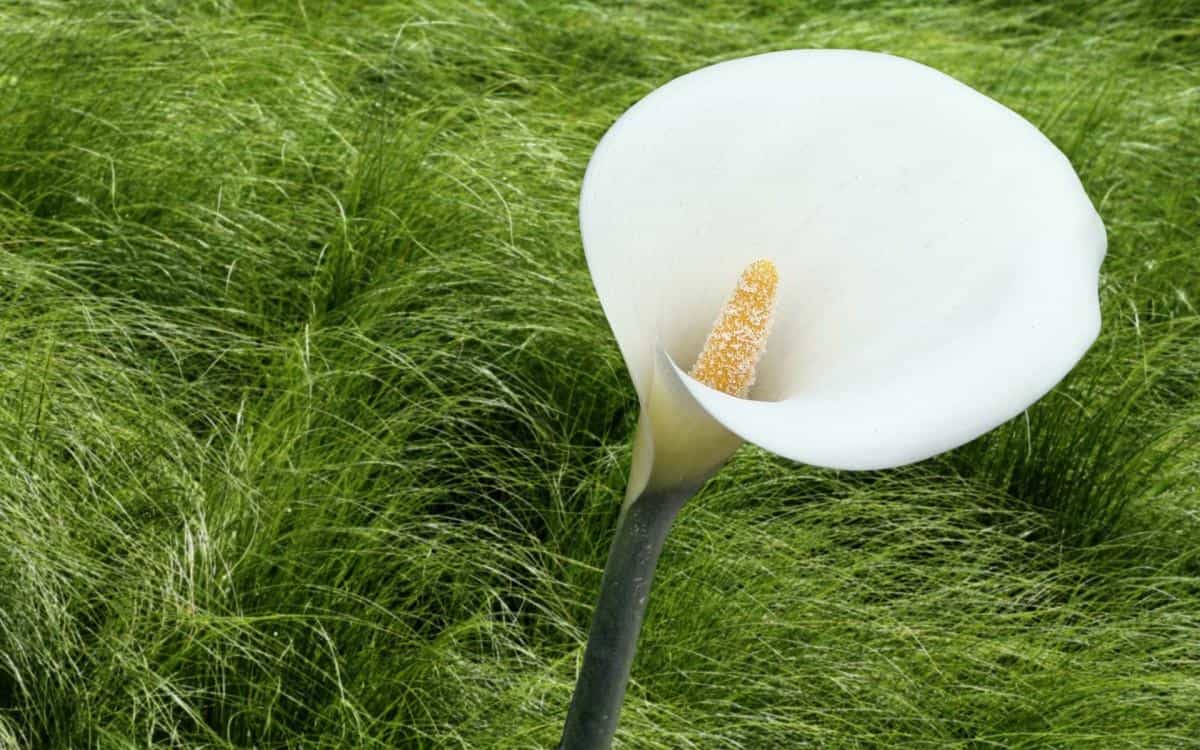 清新柔美的海芋花图片