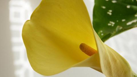 清新柔美的海芋花图片