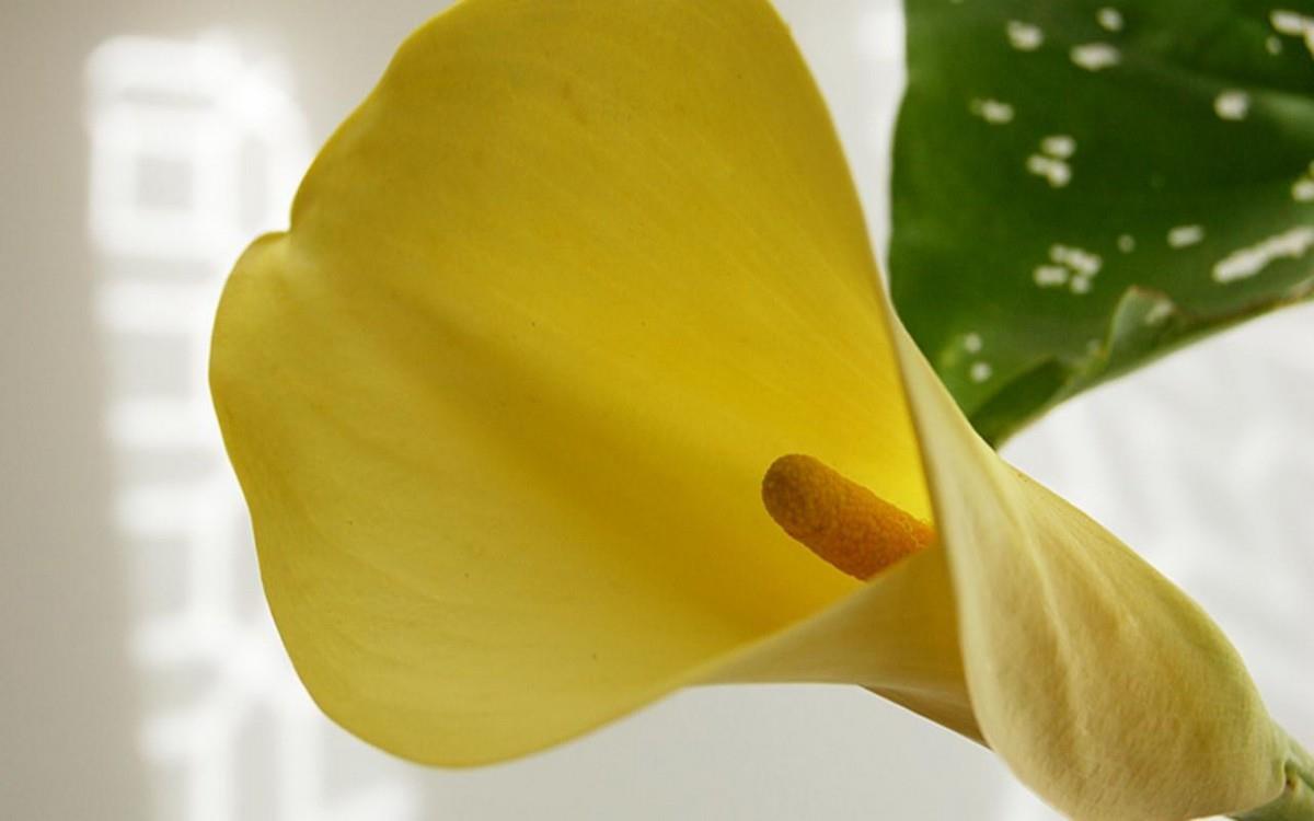 清新柔美的海芋花图片