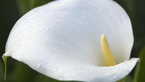 清新柔美的海芋花图片