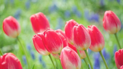 娇艳欲滴的花卉图片