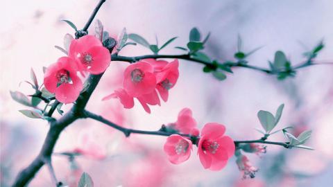 娇艳欲滴的花卉图片