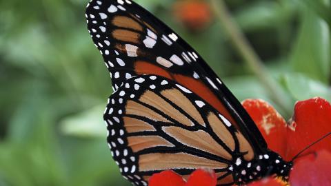 春天各色各样的小昆虫图片