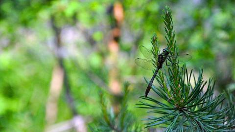春天各色各样的小昆虫图片