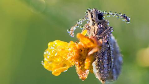 春天各色各样的小昆虫图片